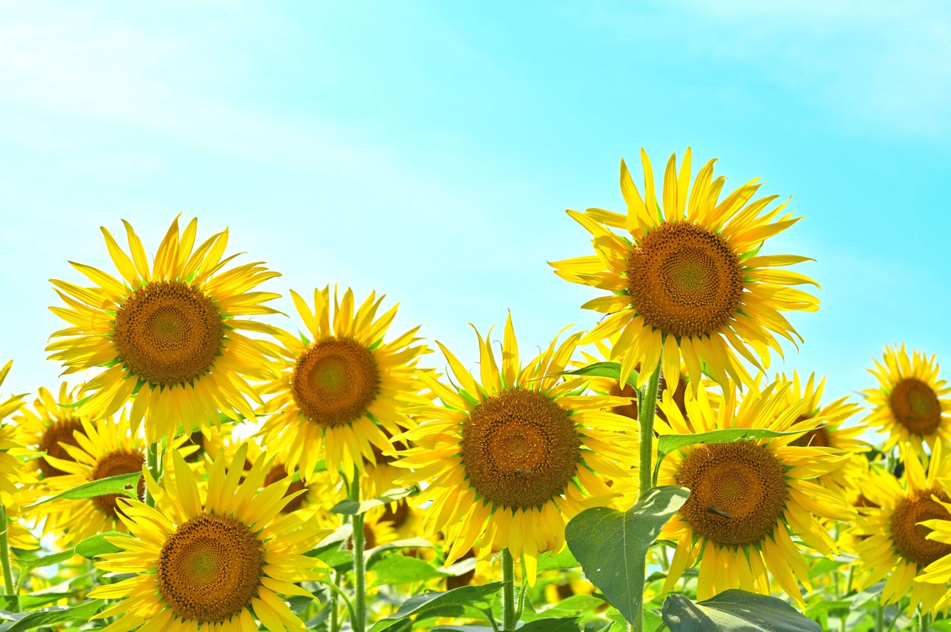 6輪のヒマワリの花と背景に青い空